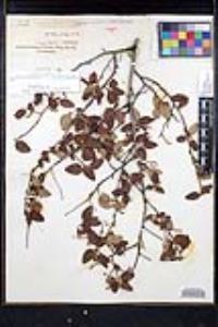 Ceanothus oliganthus var. orcuttii image