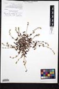 Plagiobothrys collinus var. fulvescens image