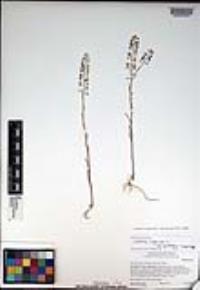 Lepidium virginicum subsp. menziesii image