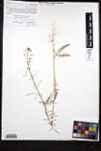 Sisymbrium altissimum image