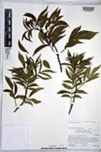 Sambucus cerulea image