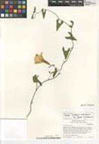Calystegia occidentalis image