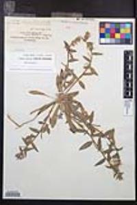Camissoniopsis hirtella image