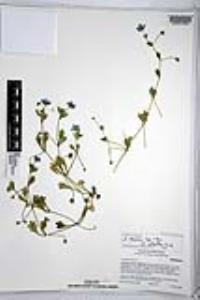Nemophila menziesii image