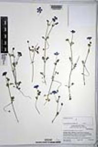 Nemophila menziesii var. menziesii image