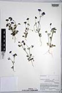Nemophila menziesii image