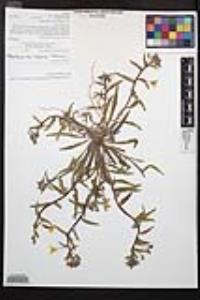 Camissoniopsis bistorta image