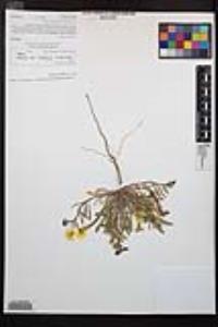 Camissoniopsis bistorta image