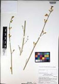 Ehrendorferia chrysantha image