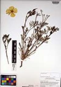 Eschscholzia californica image