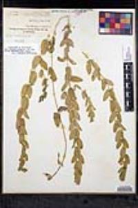 Scutellaria bolanderi subsp. austromontana image