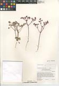 Chorizanthe fimbriata var. laciniata image