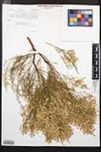Adenostoma sparsifolium image