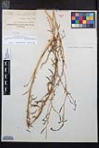 Epilobium brachycarpum image