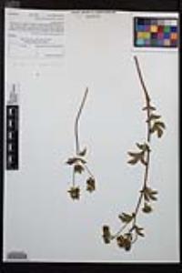 Drymocallis glandulosa var. glandulosa image