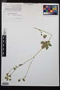 Drymocallis glandulosa var. reflexa image