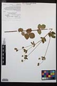 Drymocallis glandulosa var. reflexa image