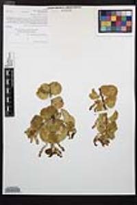 Prunus ilicifolia image