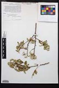 Prunus ilicifolia subsp. ilicifolia image