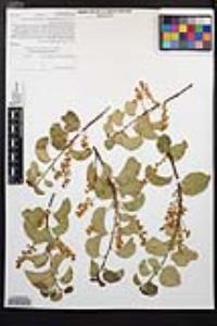 Prunus ilicifolia image