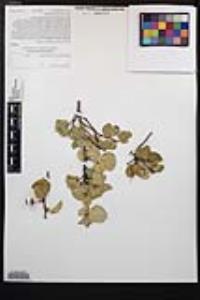 Prunus ilicifolia subsp. ilicifolia image