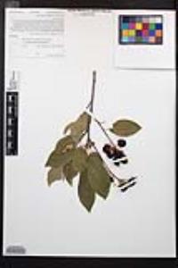 Prunus virginiana var. demissa image