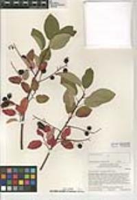Prunus virginiana var. demissa image