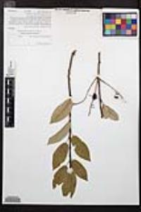 Prunus virginiana var. demissa image