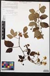 Rubus pensilvanicus image