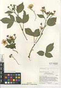 Rubus ursinus image