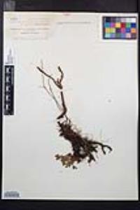 Sibbaldia procumbens image