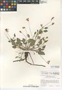 Viola purpurea image