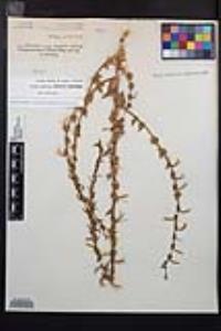 Camissoniopsis hirtella image