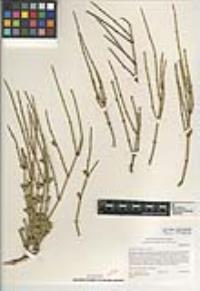 Ephedra californica image