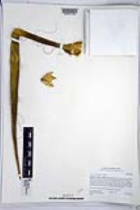 Yucca schidigera image