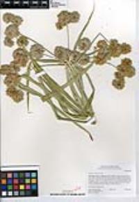 Cyperus eragrostis image