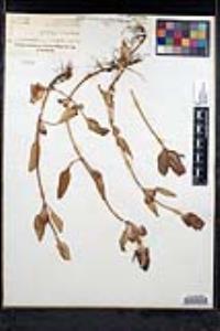 Prunella vulgaris subsp. lanceolata image