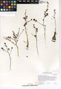 Chlorogalum parviflorum image