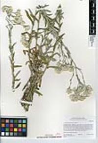 Pseudognaphalium biolettii image