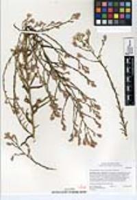 Pseudognaphalium ramosissimum image
