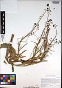 Caulanthus heterophyllus var. heterophyllus image