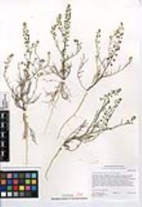 Lepidium nitidum image