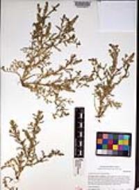 Lepidium strictum image