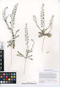 Lepidium virginicum subsp. menziesii image