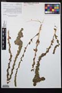 Epilobium densiflorum image