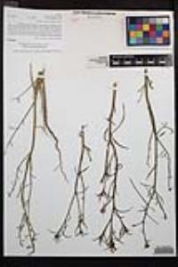 Eulobus californicus image