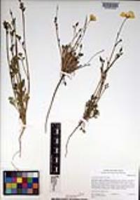Eschscholzia californica image