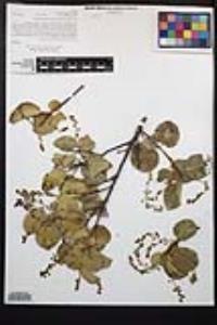 Prunus ilicifolia image