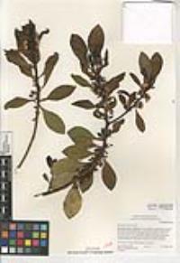 Myoporum laetum image