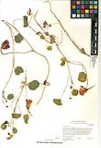 Tropaeolum majus image